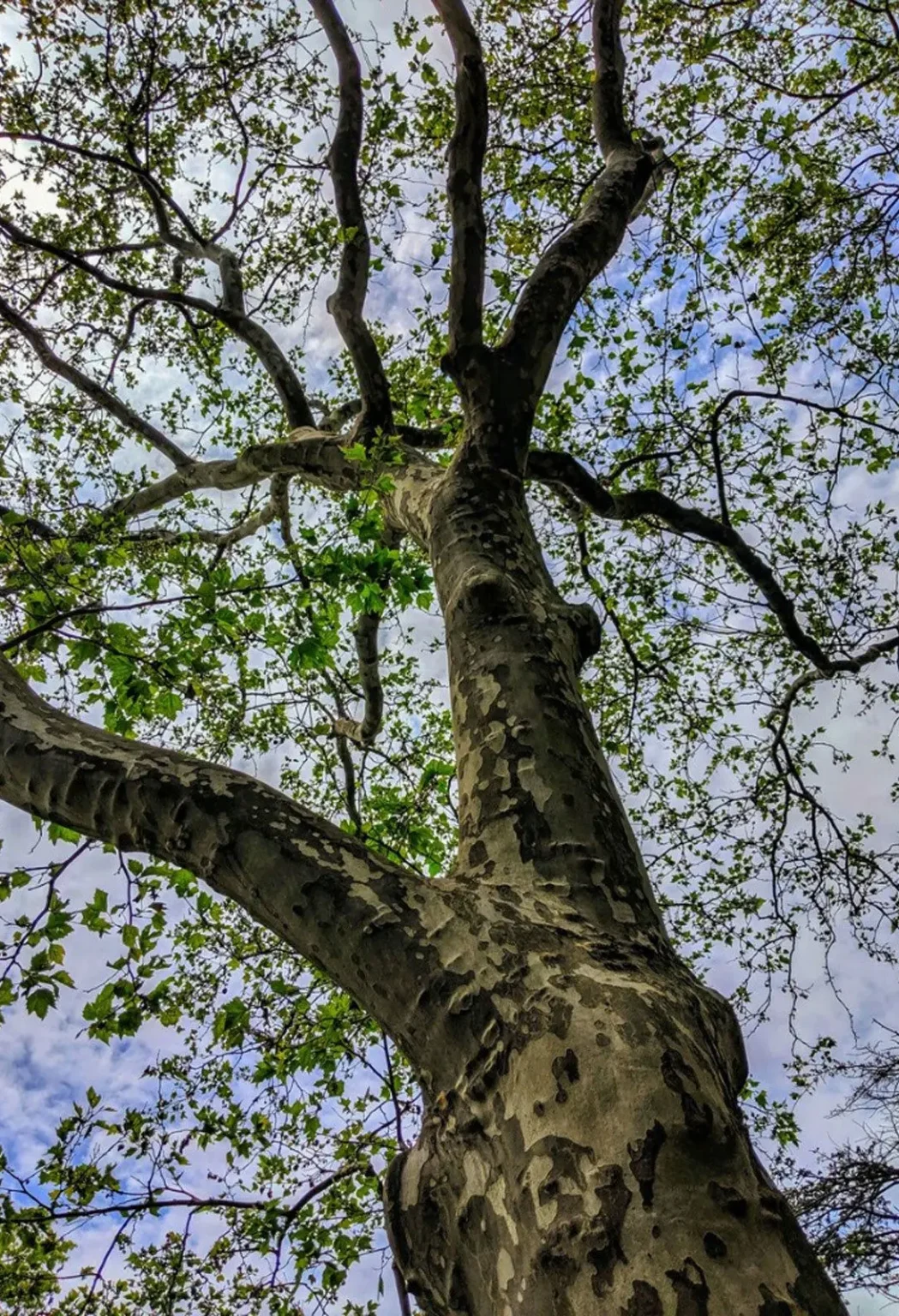sycamore tree